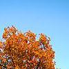 Carya ovata, fall color