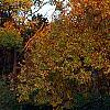 Carya ovata, fall color