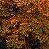 Carya ovata, fall color