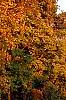 Carya ovata, fall color