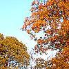 Carya ovata, fall color