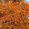 Carya ovata, fall color