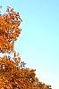 Carya ovata, fall color