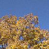 Carya ovata, fall color