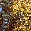 Carya ovata, fall color