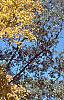 Carya ovata, fall color