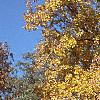 Carya ovata, fall color