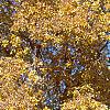 Carya ovata, fall color