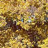 Carya ovata, fall color