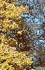 Carya ovata, fall color