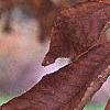 Carya alba, fall color