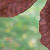 Carya alba, fall color