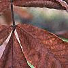 Carya alba, fall color