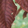 Carya alba, fall color