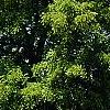 Juglans nigra, habit