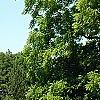 Juglans nigra, habit