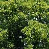 Juglans nigra, habit