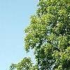 Juglans nigra, habit