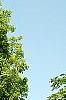 Juglans nigra, habit