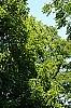 Juglans nigra, habit