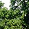 Juglans nigra, habit