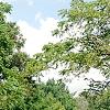 Juglans nigra, habit
