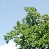 Juglans nigra, habit