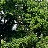 Juglans nigra, habit