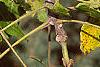 Juglans nigra, fruit