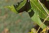 Juglans nigra, fruit