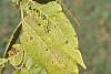 Juglans nigra, fruit