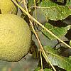 Juglans nigra, fruit