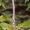 Juglans nigra, fruit