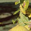 Juglans nigra, fruit