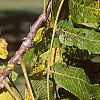 Juglans nigra, fruit