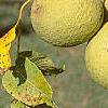 Juglans nigra, fruit