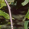 Juglans nigra, fruit