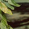 Juglans nigra, fruit