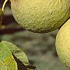 Juglans nigra, fruit