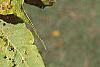 Juglans nigra, fruit