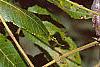 Juglans nigra, fruit