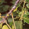 Juglans nigra, fruit