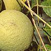 Juglans nigra, fruit