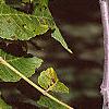 Juglans nigra, fruit