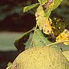 Juglans nigra, fruit
