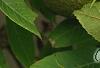 Juglans nigra, fruit