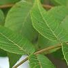 Juglans nigra, fruit