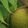 Juglans nigra, fruit