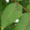 Juglans nigra, fruit