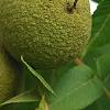 Juglans nigra, fruit